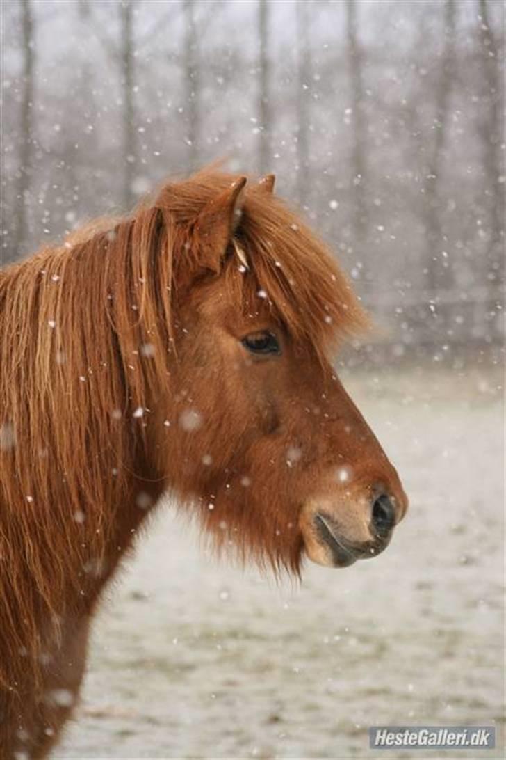 Islænder Ofeigur fra Tyvekrogen - taget af gammel ejer (: billede 8