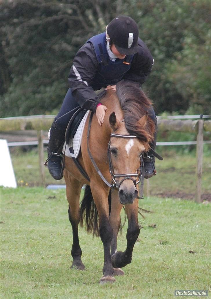 Welsh Pony af Cob-type (sec C) Camilla-tut :-) - Velkommen til skønne Camilla´s PROFIL! Smid rigtig gerne en bedømmelse og en kommentar inden du smutter :D Efter at have redet stævne (;<3 Årrrh tøs du var bare perfekt! :D  Foto: CP-foto - Camilla Petersen :D Tak for alle billlederne!  billede 1