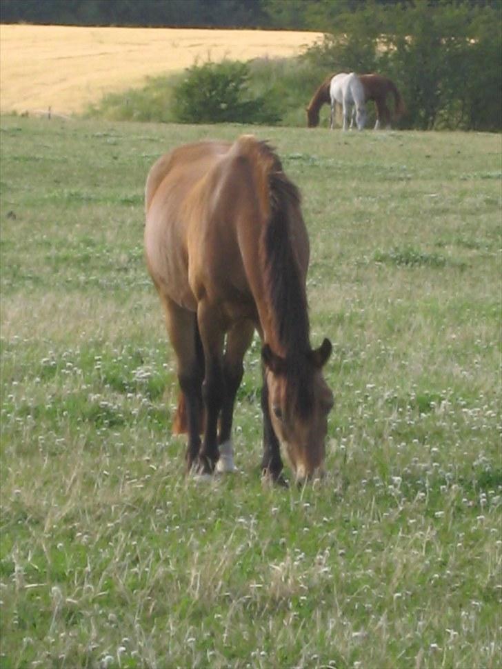 Welsh Pony af Cob-type (sec C) Camilla-tut :-) - Smukke Tut, på sommerfold 2010! d: <3 Elsker den pony I;; billede 3