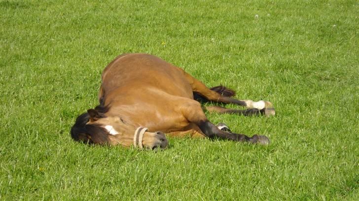 Welsh Pony af Cob-type (sec C) Camilla-tut :-) - her spiller hun død, hehe :] Foto: CP-foto (Camilla) billede 4