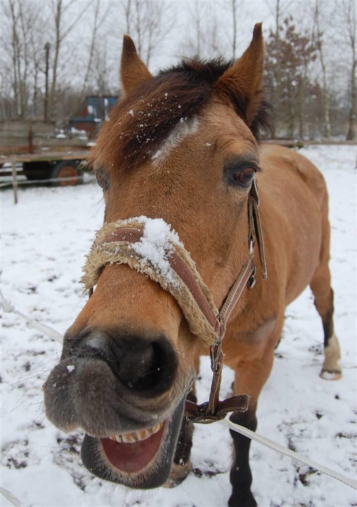 Welsh Pony af Cob-type (sec C) Camilla-tut :-) - Nam nam sneeee :] Foto: CP-foto (Camilla) billede 6