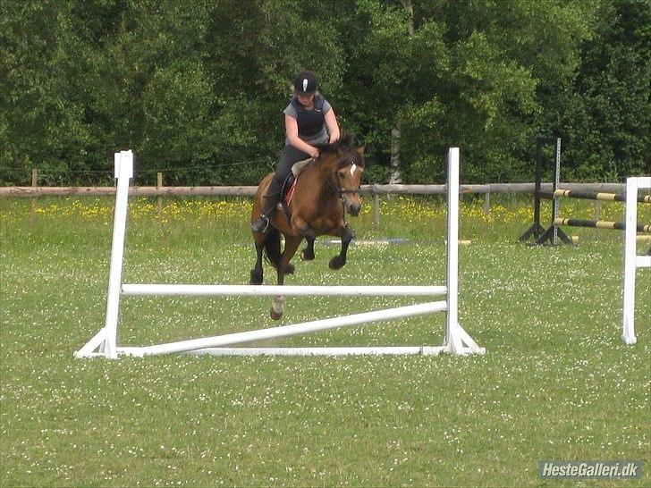 Welsh Pony af Cob-type (sec C) Camilla-tut :-) - Sommer afslutning på BOS! :D<3   Springer cm.  60-80 :D - Camilla er den bedste pony på Jorden!!! :D <3 i;; billede 7