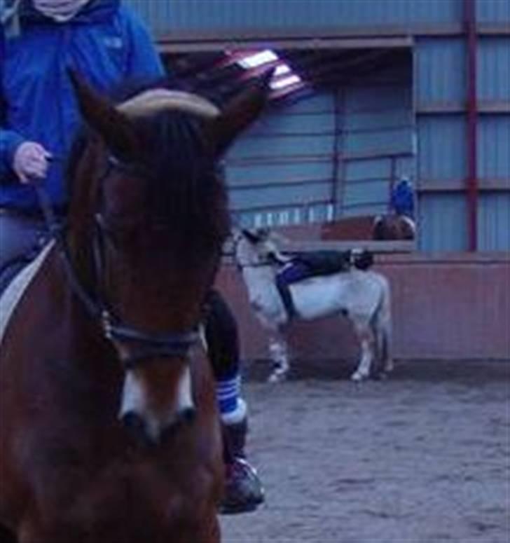 Anden særlig race lucky gamle pony:( - Mig og Lucky fjoller i baggrunde... Kenzo foran billede 11
