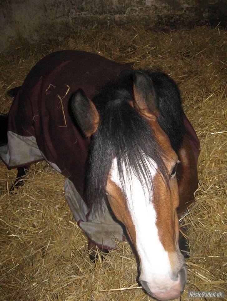 New Forest sille - Zzzzz!;-) billede 4