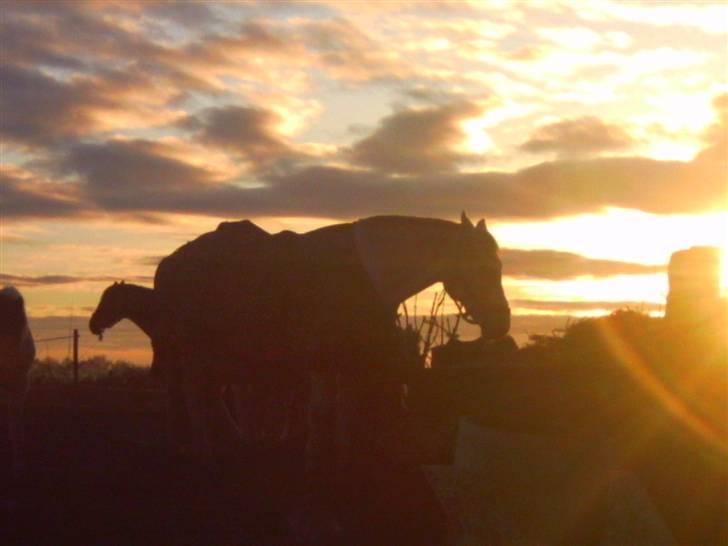 Anden særlig race chili - sikke et dejligt vejr vi har haft i dag og nu er solen så på vej ned billede 6