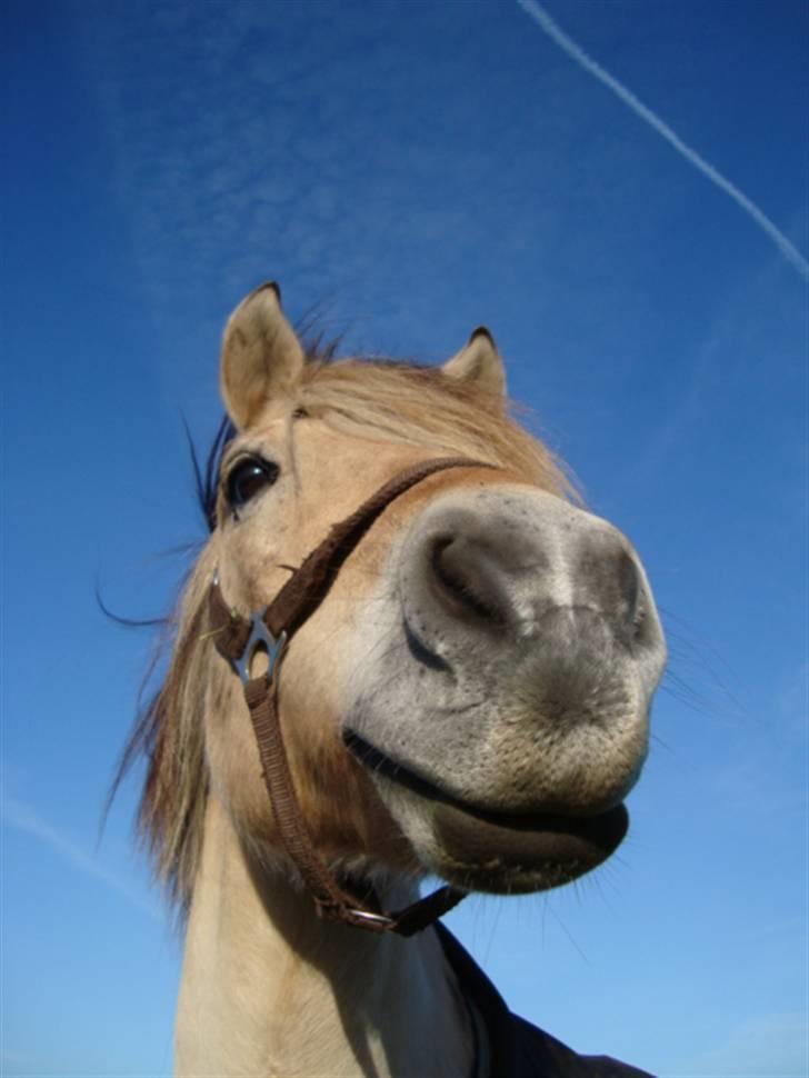 Fjordhest *Tjalfe* billede 10