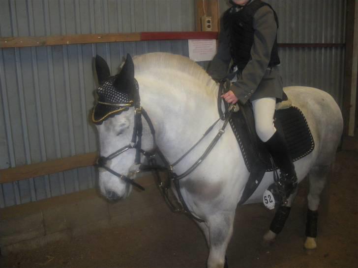 Hollandsk Sportspony vestergaards bianca billede 15