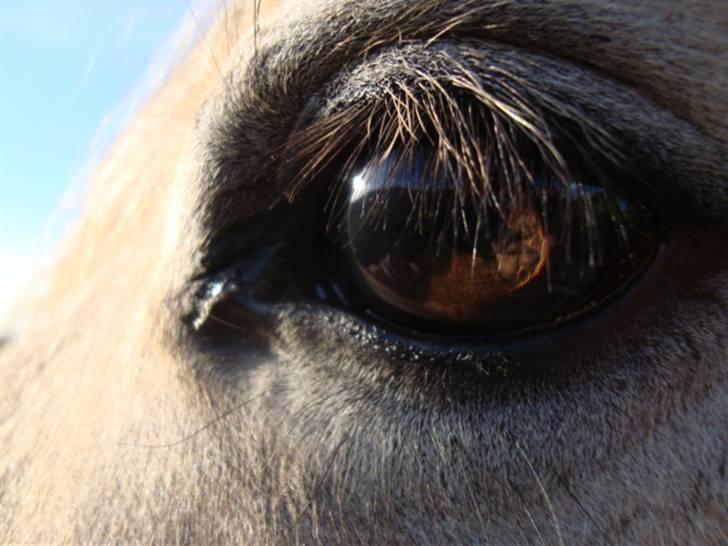 Fjordhest *Tjalfe* billede 11