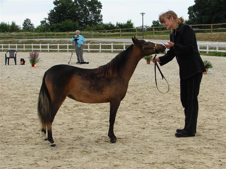 Belgisk Miniature Brøggergården Lady Di - MHCE DK Int. Open 2009 - Lady i ringen:) billede 10