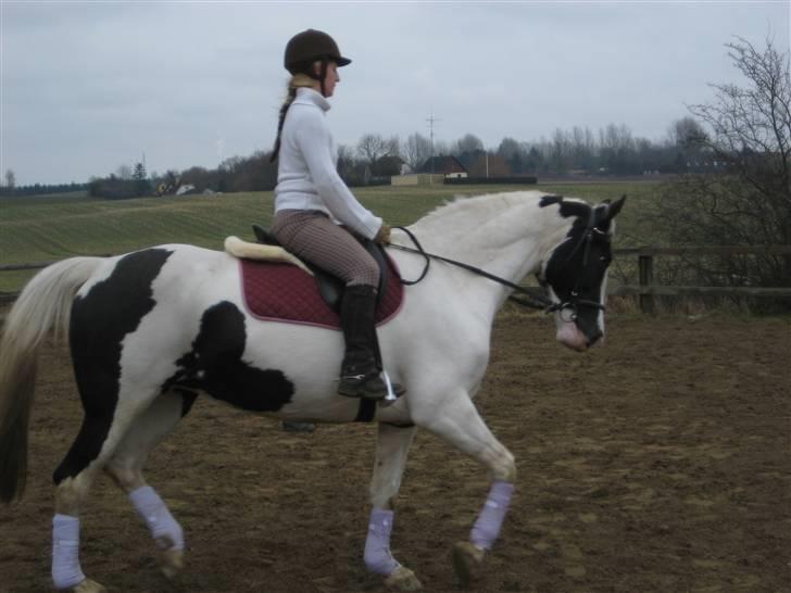 Pinto Marotts Chillie - D. 07.03.2009 billede 8