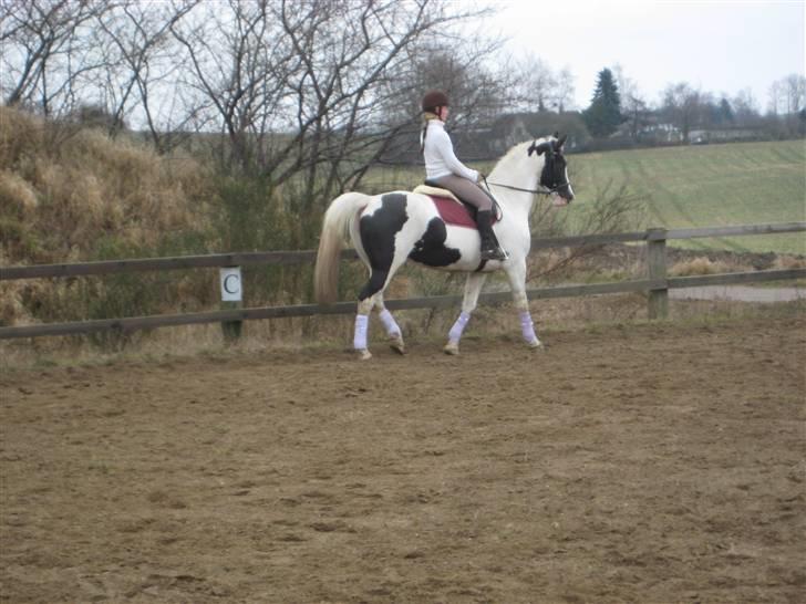 Pinto Marotts Chillie - 07.03.2009 billede 10