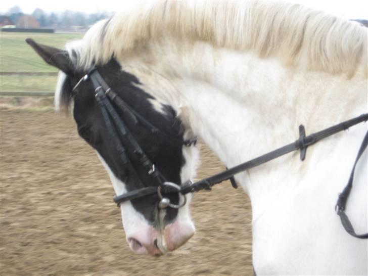 Pinto Marotts Chillie - 07.03.2009 billede 11