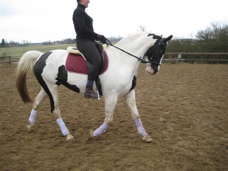 Pinto Marotts Chillie - 07.03.2009 billede 12