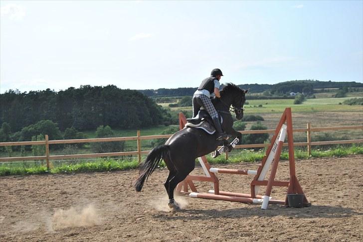 Dansk Varmblod Kærsholms Daisy. R.I.P. - Lidt genoptræning i spring efter en god sommer ferie fra spring billede 18