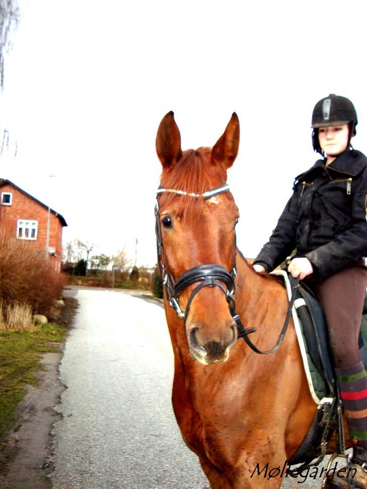 Hannoveraner Merci  - Merci på vej i byen :P billede 1