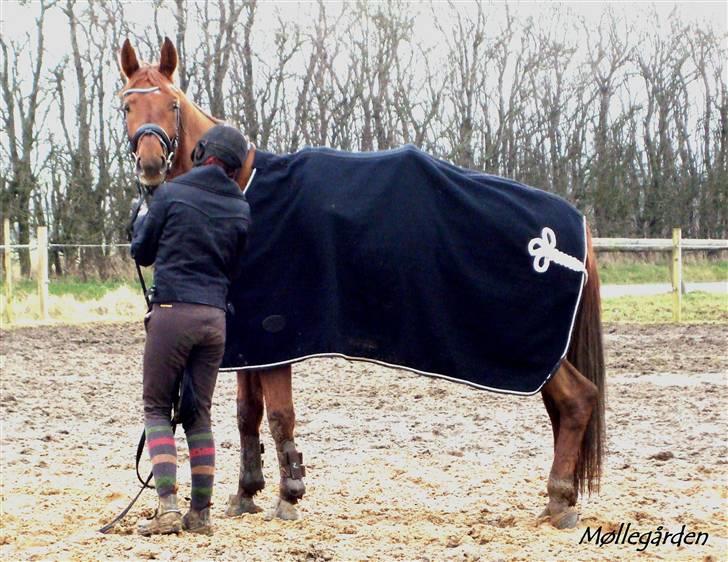 Hannoveraner Merci  billede 2