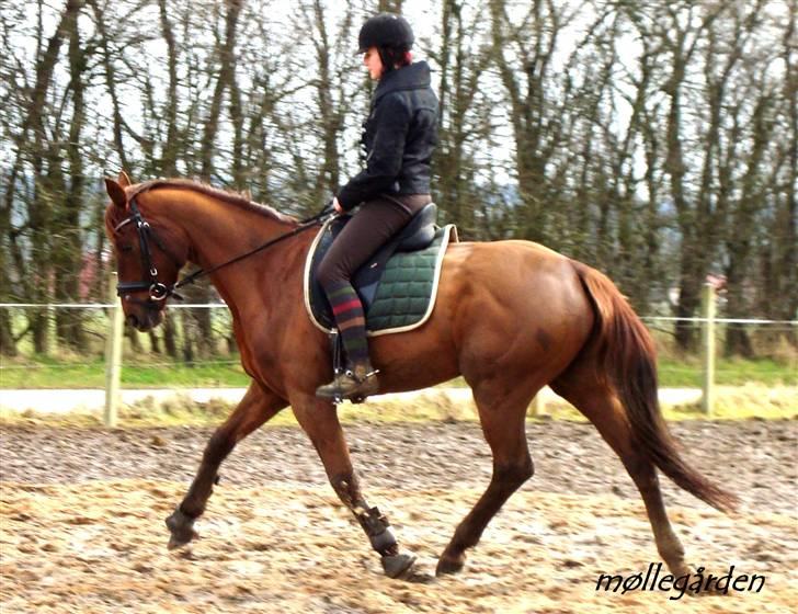 Hannoveraner Merci  billede 3