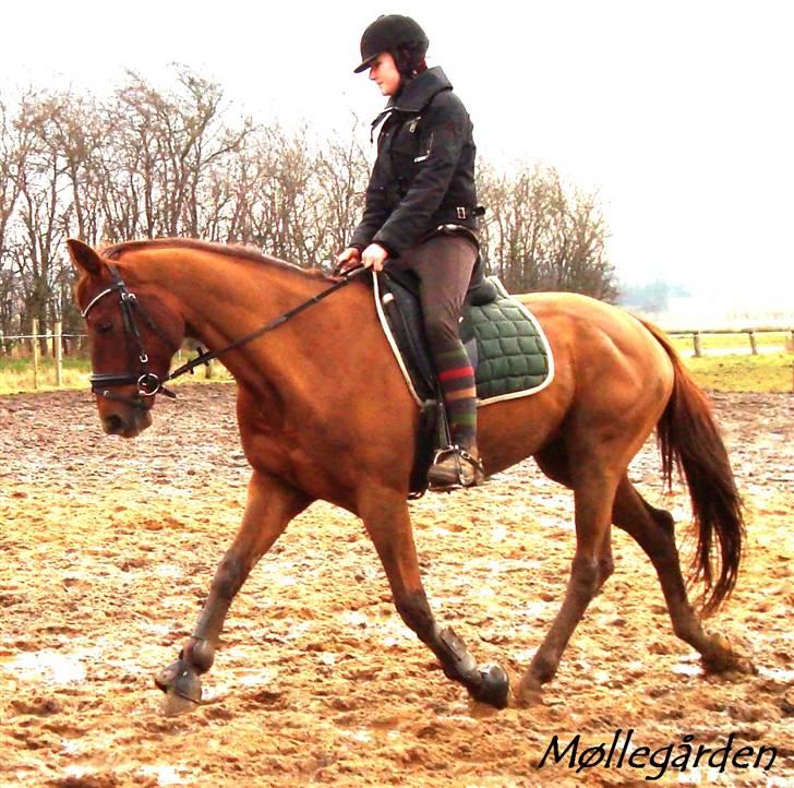 Hannoveraner Merci  billede 4