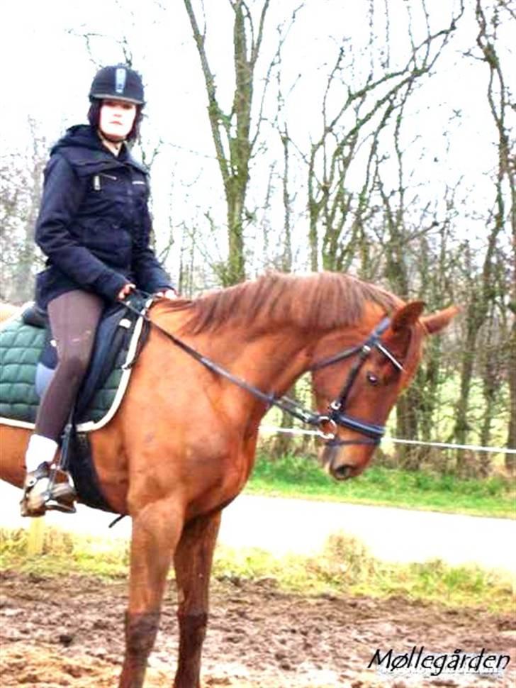 Hannoveraner Merci  billede 5