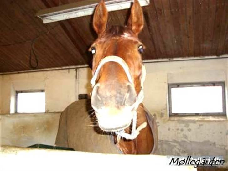 Hannoveraner Merci  - Er det et kamera?! :O :D kan man spise sådan et?  billede 6