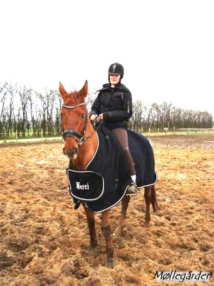 Hannoveraner Merci  billede 7