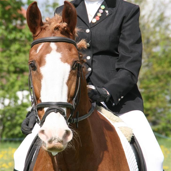 Anden særlig race Skovbrynets Nichlos billede 1