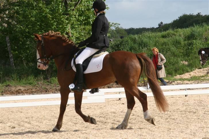 Anden særlig race Skovbrynets Nichlos billede 2