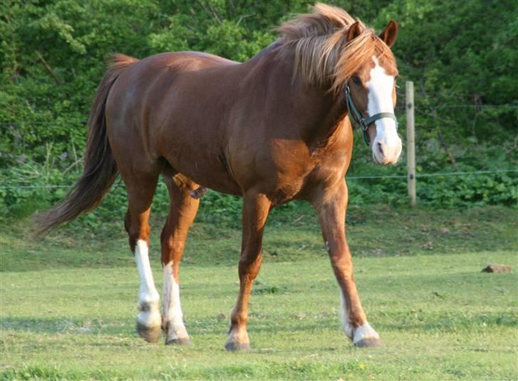 Anden særlig race Skovbrynets Nichlos billede 3