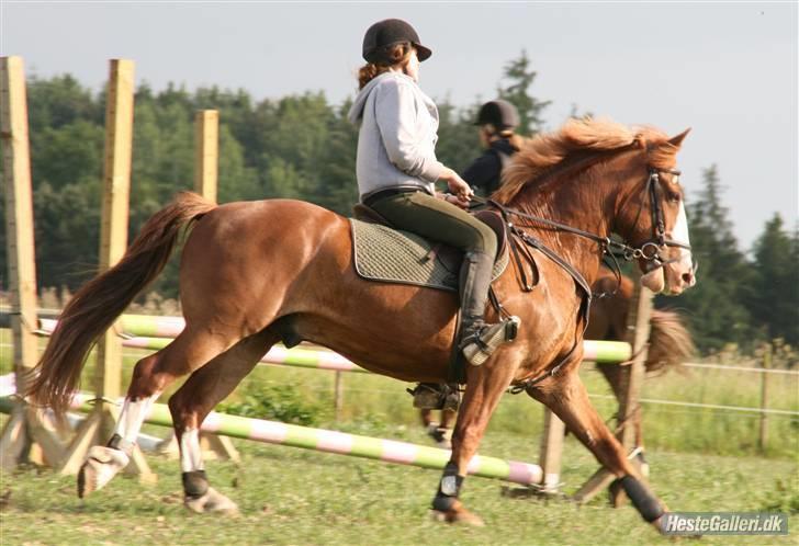 Anden særlig race Skovbrynets Nichlos billede 4