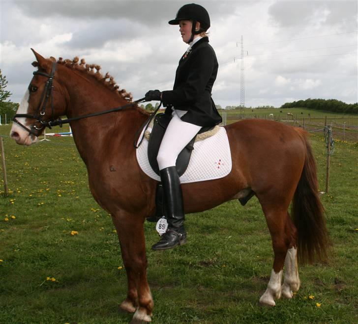 Anden særlig race Skovbrynets Nichlos billede 5