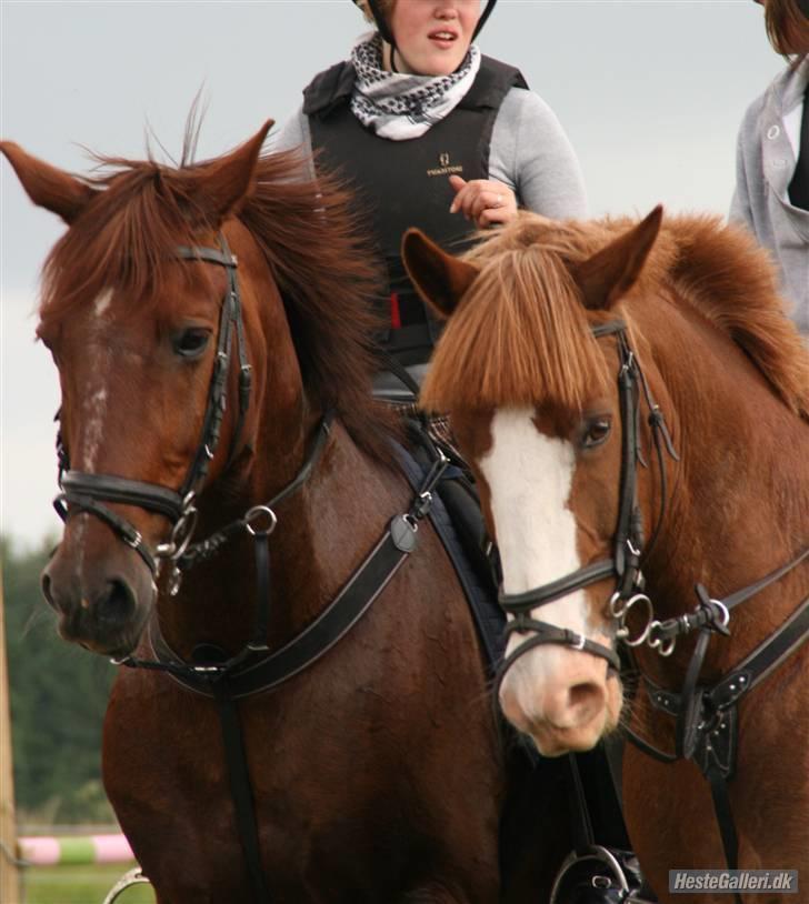 Anden særlig race Skovbrynets Nichlos billede 6