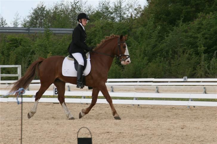 Anden særlig race Skovbrynets Nichlos billede 7