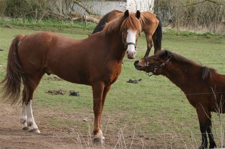 Anden særlig race Skovbrynets Nichlos billede 8