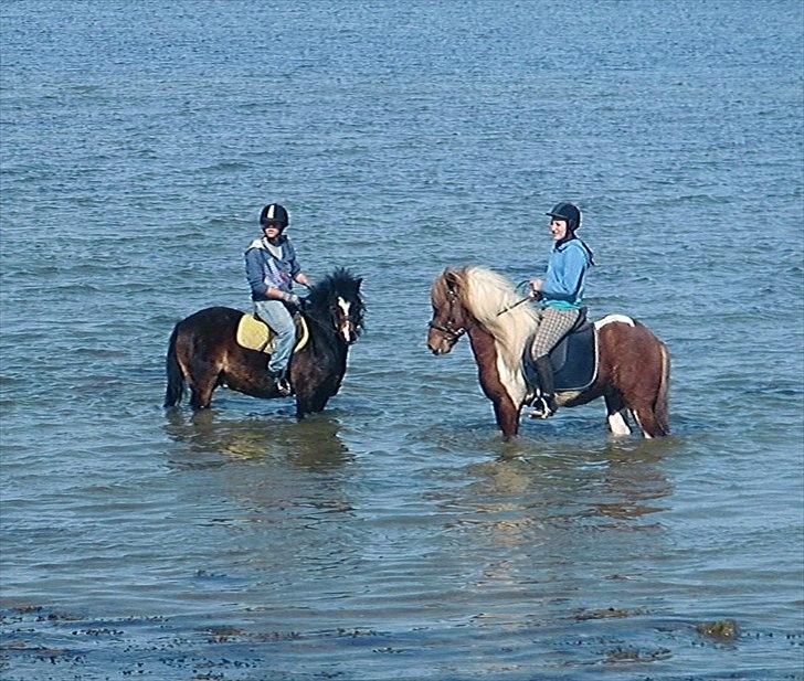 Islænder Sólfari Von f. Mosedalen billede 13