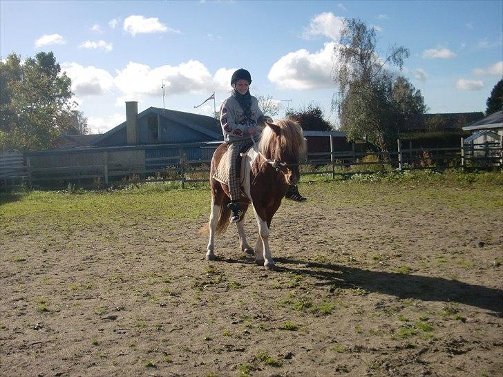 Islænder Sólfari Von f. Mosedalen billede 14