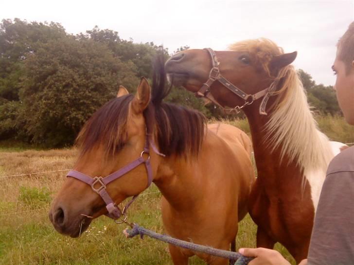 Islænder Sólfari Von f. Mosedalen billede 15