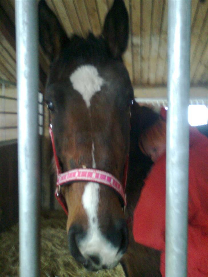 Dansk Varmblod R.I.P flicka billede 1