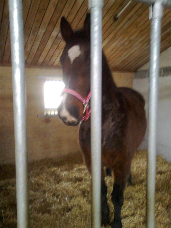 Dansk Varmblod R.I.P flicka billede 2