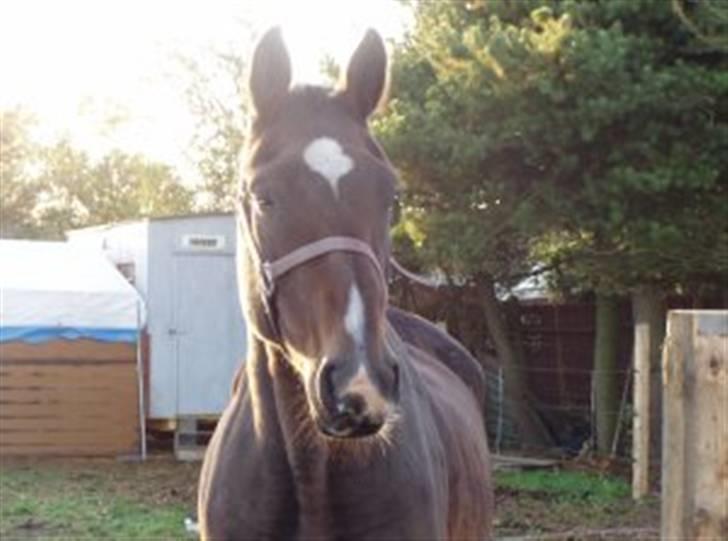 Dansk Varmblod R.I.P flicka - ficka fra i sommrs billeder er fra hende gamle ejer billede 3