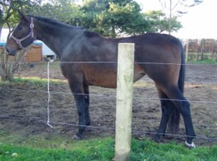 Dansk Varmblod R.I.P flicka - her kan man se hendes meget lille fold billede 4