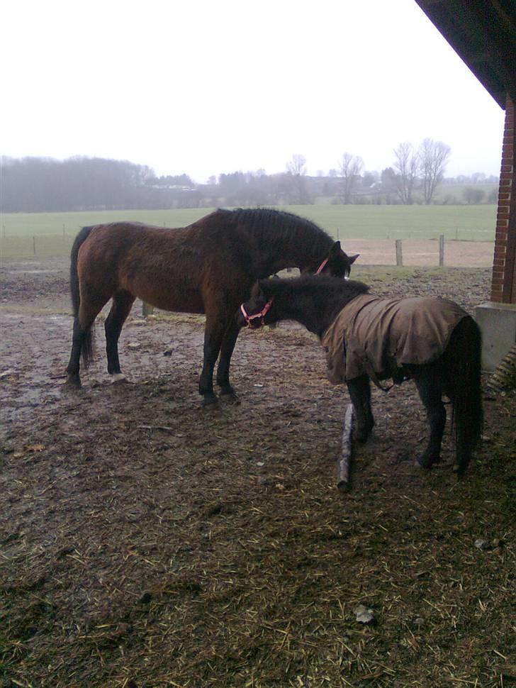 Dansk Varmblod R.I.P flicka - første gang hun hilse på molly billede 5