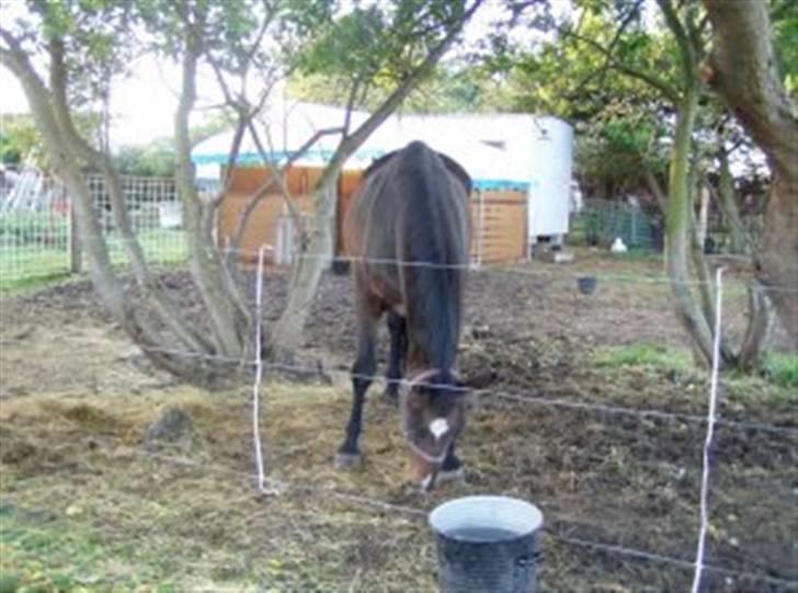 Dansk Varmblod R.I.P flicka billede 6