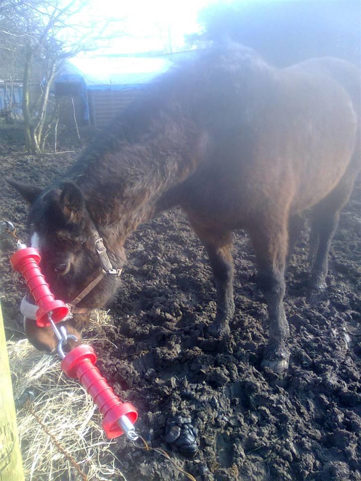 Dansk Varmblod R.I.P flicka billede 7