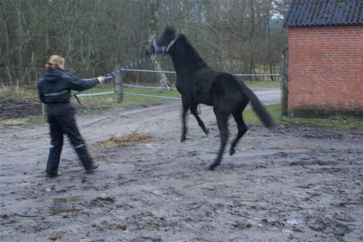 Dansk Varmblod June - ja, ja er jo kun 8 måneder hehe<333 billede 11