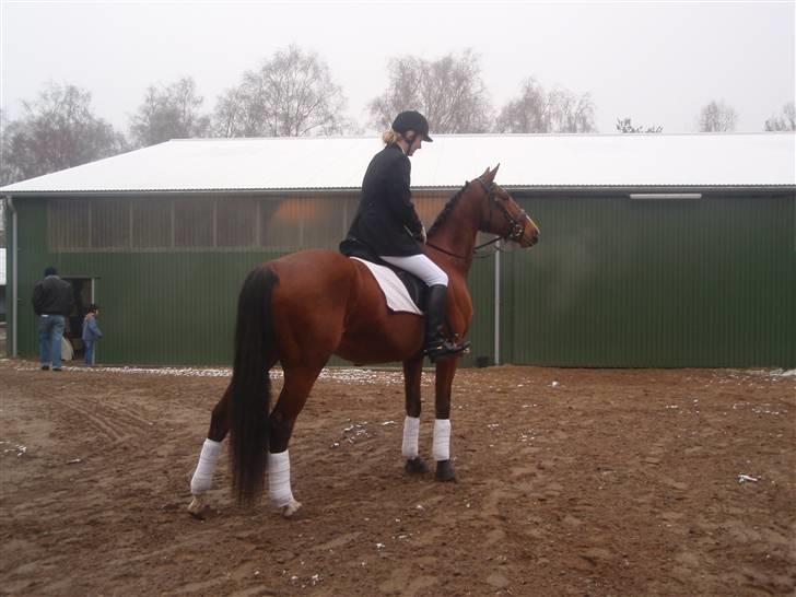 Dansk Varmblod Korupgaard Clarisse  - Voresførste dressurstævne. Hun er da smuk:-) billede 18
