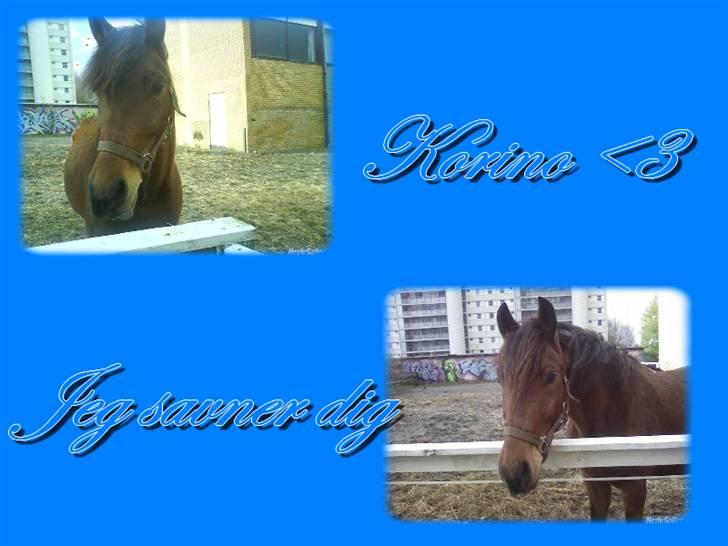 Tysk Sportspony Karino / Korino (Koco<3) billede 18