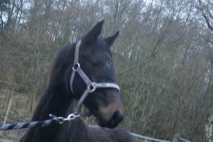 Dansk Varmblod June billede 12