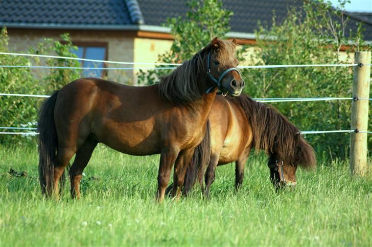 Shetlænder Buster - Buster og Bella . Hans elskede og savnede veninde. Rip Bella.  billede 15