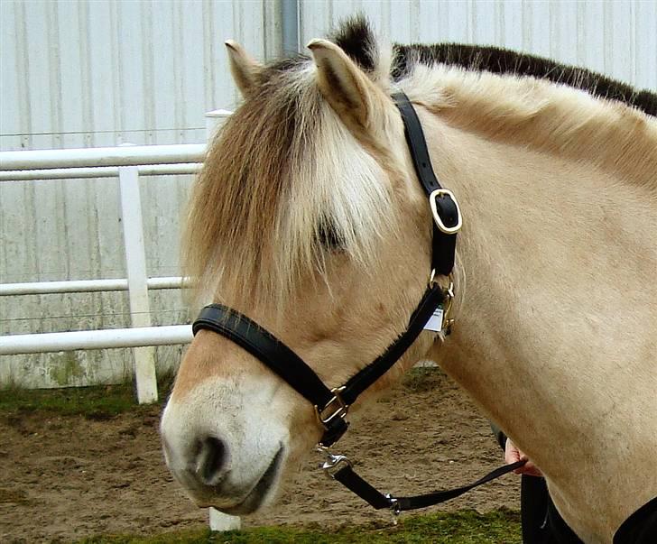 Fjordhest Prins solgt billede 18