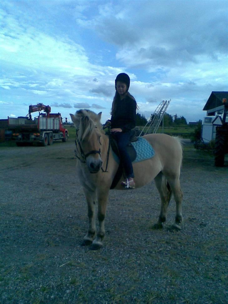 Fjordhest Susan Bøgevang - Min kusine og susan billede 2